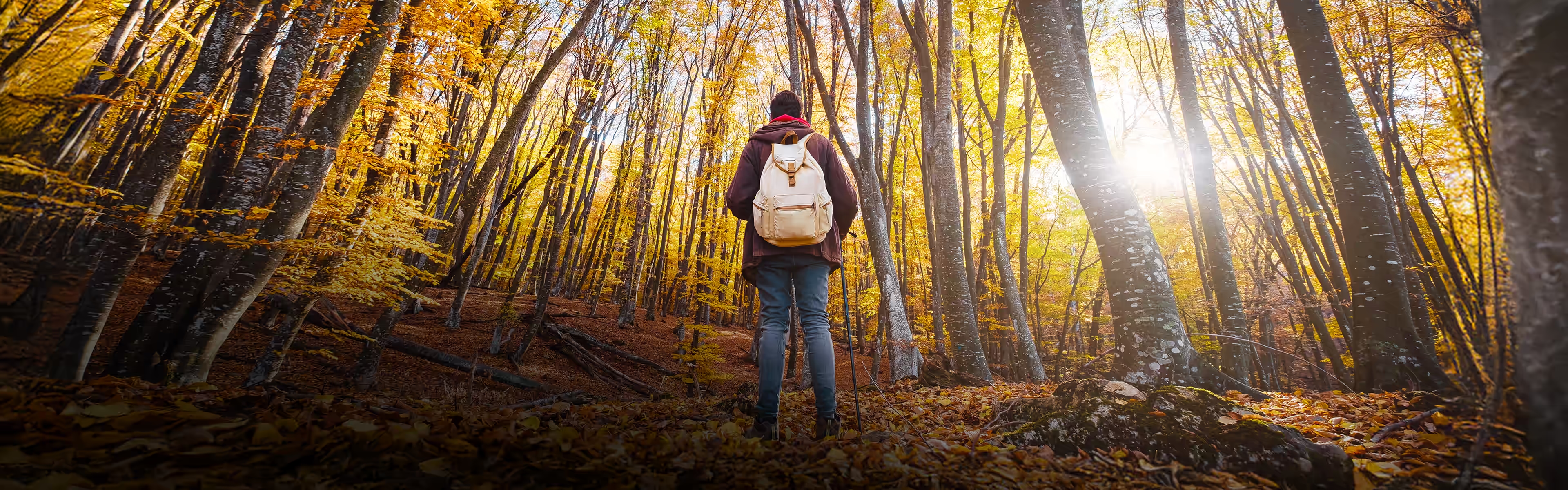 Personne marchant dans une forêt aux couleurs d’automne baignée de lumière, illustrant une période de cheminement, de renouveau et d’introspection.