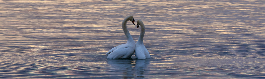 Deux cygnes formant un cœur sur l’eau, symbole d’amour sincère, d’union profonde et de connexion entre âmes sœurs